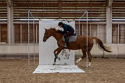 Dans les Traces du Cheval