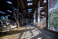 Dans la Robe des Vaches
